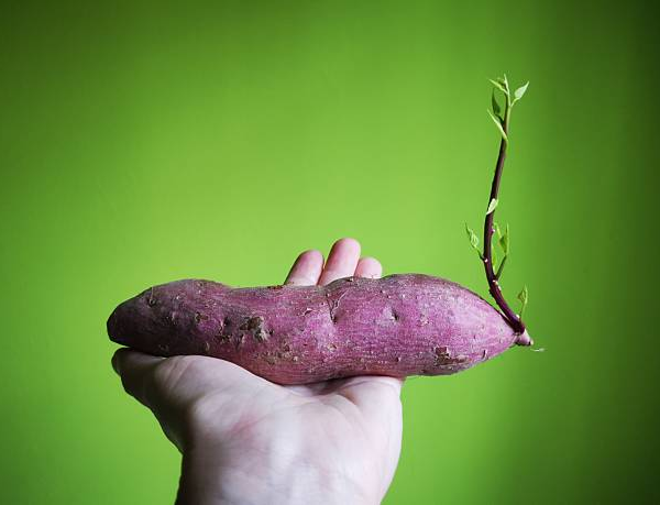 5 Rahasia Resep Olahan Ubi Jalar Rebus dan Panggang untuk Diet yang Ampuh Bikin Kenyang