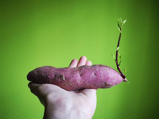 5 Rahasia Resep Olahan Ubi Jalar Rebus dan Panggang untuk Diet yang Ampuh Bikin Kenyang